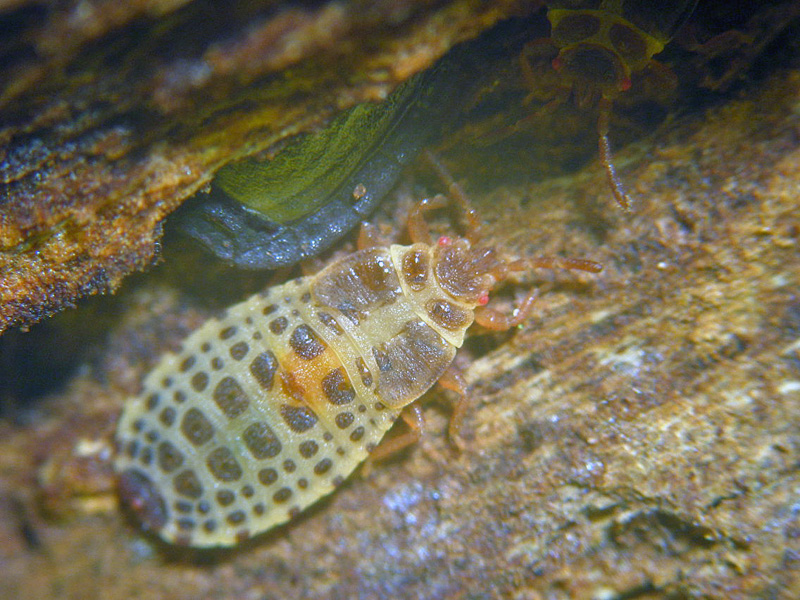 Aradidae: Aneurus laevis in Valle Fredda (VA)